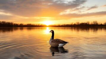 A goose swimming in a lake at sunset photo