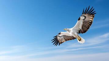 An eagle flying in the blue sky photo