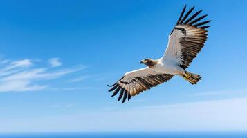 A large bird flying in the sky with blue sky photo