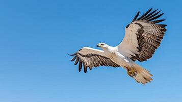 A large bird flying in the sky photo