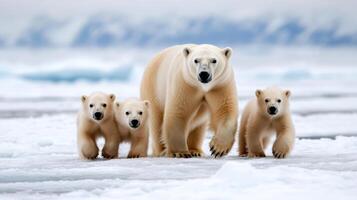 A polar bear family walking across the ice photo
