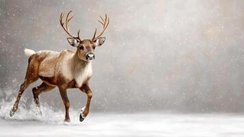 A reindeer is running in the snow photo