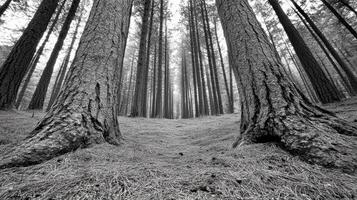 Black and white photograph of trees in the forest photo