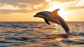 A dolphin jumping out of the water at sunset photo