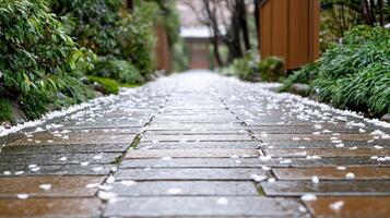 A walkway lined with white flowers and a small tree photo