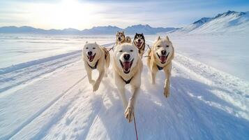 Four dogs are pulling a sled through the snow photo