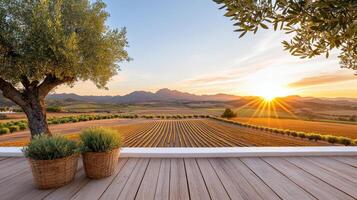 A view of a vineyard and olive trees at sunset photo