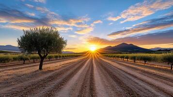 Sunset in an olive grove with a road leading to it photo