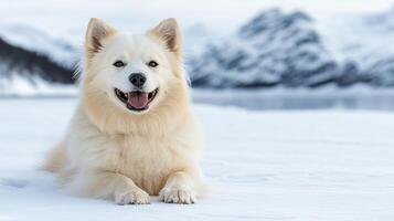 A white dog sitting in the snow photo