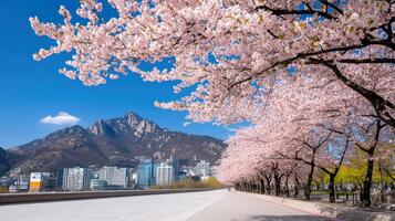 A city street lined with cherry blossoms and mountains in the background photo