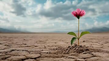 A single pink flower sprouts from the ground in a dry desert photo