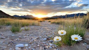 Daisies in the desert at sunset photo