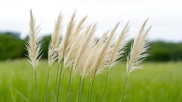 Pampas grasses in a field photo