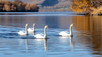 Swans on lake wanaka, new zealand photo