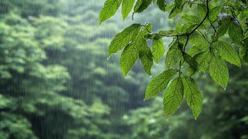 Rainy day in the forest photo