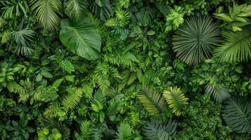 A green jungle wall with many different types of plants photo