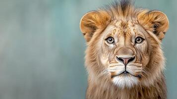 A lion is looking at the camera photo
