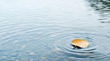 A leaf floating in the water with ripples photo