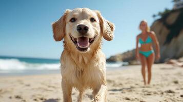 A golden retriever running on the beach with a woman in a bikini photo