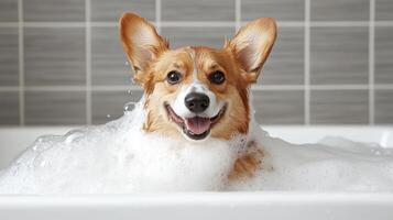 A dog is in a bathtub with foam photo