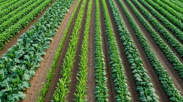 An aerial view of a field of corn and other crops photo