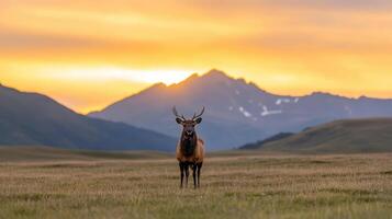 A deer standing in a field photo