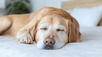 A dog sleeping on a bed photo