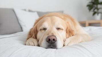 A dog sleeping on a bed with its head on the pillow photo