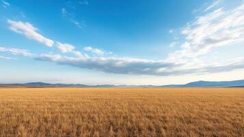 A large field of dry grass photo