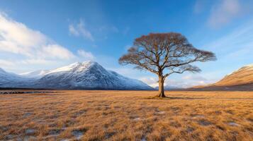 solitary tree stands vast, golden valley surrounded by snow capped mountains clear blue sky photo