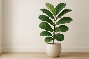 Fiddle Leaf Fig Plant in a Modern Interior Space During Daylight photo