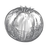 sketch of ripe tomato of famous Spanish variety Verde. Ingredient of Mediterranean cuisine and ketchup in engraving style. Linear ink drawing of tomato. vector