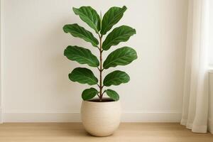 Fiddle Leaf Fig Tree in a Modern Pot by a Window in a Bright, Minimalist Room photo