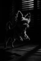 Small Dog Jumping in Silhouette During Evening Light Near Window photo