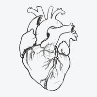 Black and white human heart drawing medical vector