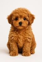 Cute Fluffy Puppy Sitting Against a Plain Background With Playful Expression photo