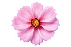 Beautiful pink cosmos cosmea flower on transparent background png