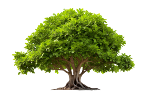 Banyan or bodhi tree, big ficus religiosa isolated on transparent background png