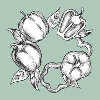 Black and white bell peppers with leaves on a color background, showcasing whole, sliced, and cross-section views in a hand drawn style vector