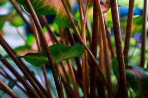 Close Up Of Green And Pink Leaves With Brown Stems Photoshoot Quality Image With Details And photo