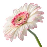 High-Resolution Gerbera Flower - Pink White Botanical Macro png