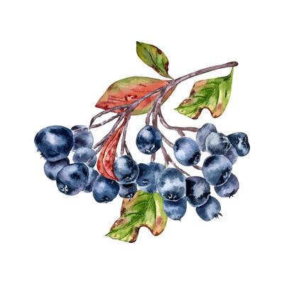 Black chokeberry on tree branch, leaves watercolor illustration isolated. Bunch of aronia berries in botanical sketch hand painted. Black fruits berry hand drawn for label, package, autumn theme