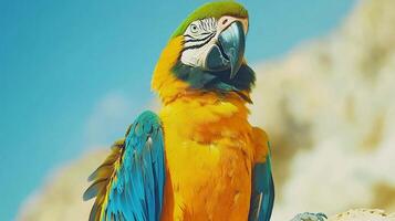 Blue-and-gold Macaw Perched Outdoors, Sunny Day photo