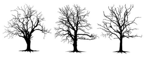 Set Black tree and branch, roots on white background. vector