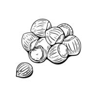 Black and white sketch of hazelnuts in engraving style vector