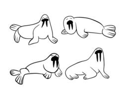 Illustration of a set of cartoon walruses on a white background. Contour drawing of walruses. vector