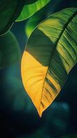 A close up of a leaf with the sun shining through it photo
