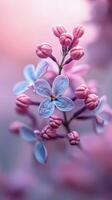 A close up of a bunch of pink flowers photo