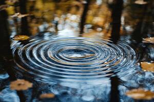 A circular ripple in a pond with leaves photo