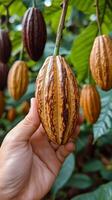 Cocoa beans in hand of person in tropical forest photo